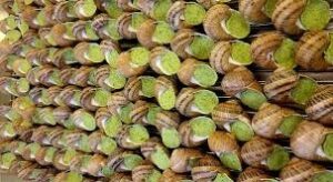 La Coquille des Sucs