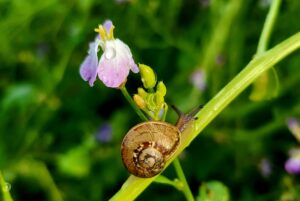 La Coquille des Sucs